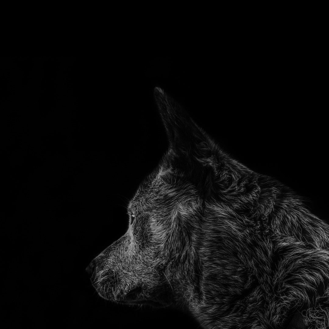 Ambre Loup - Image 3