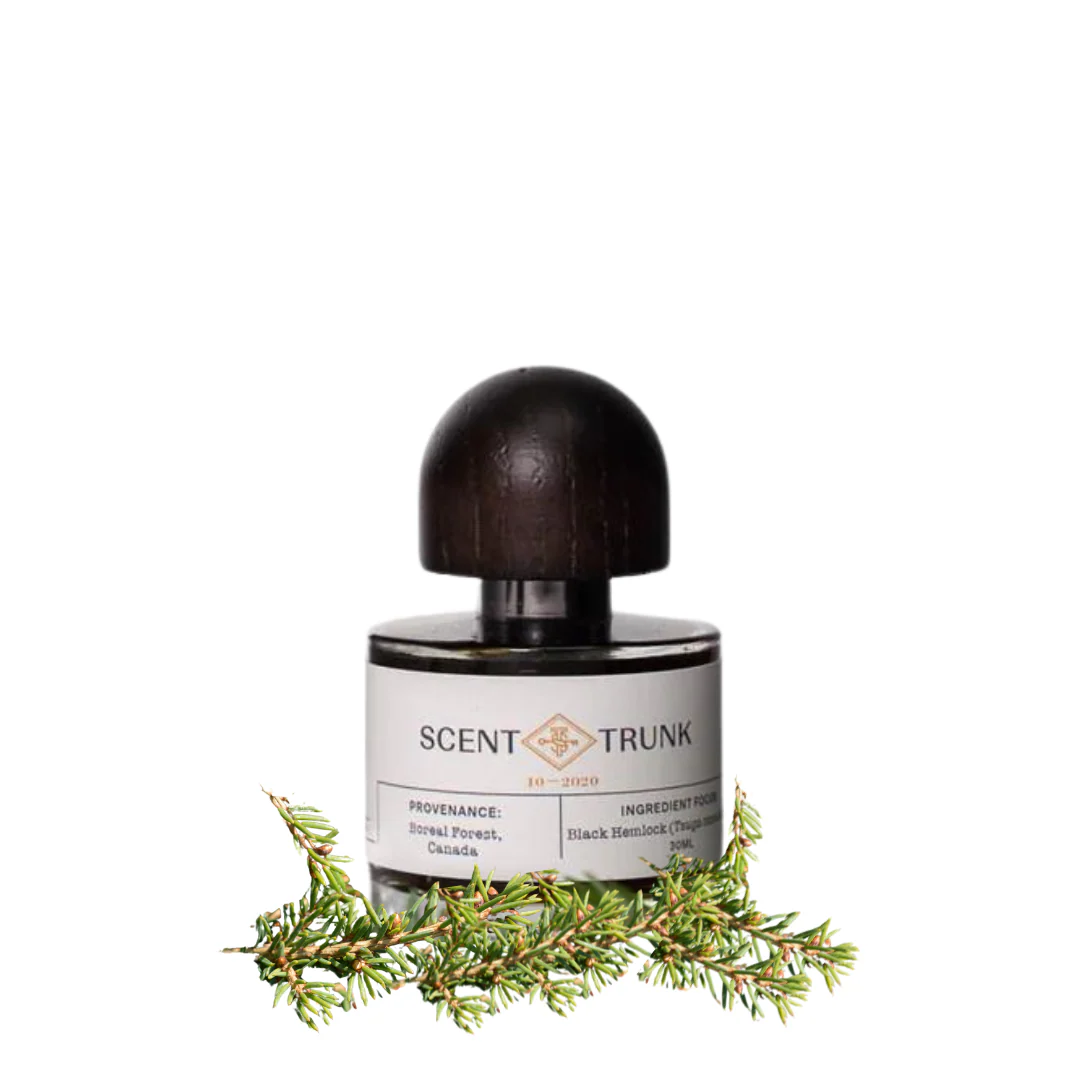 Black Hemlock - Image 2