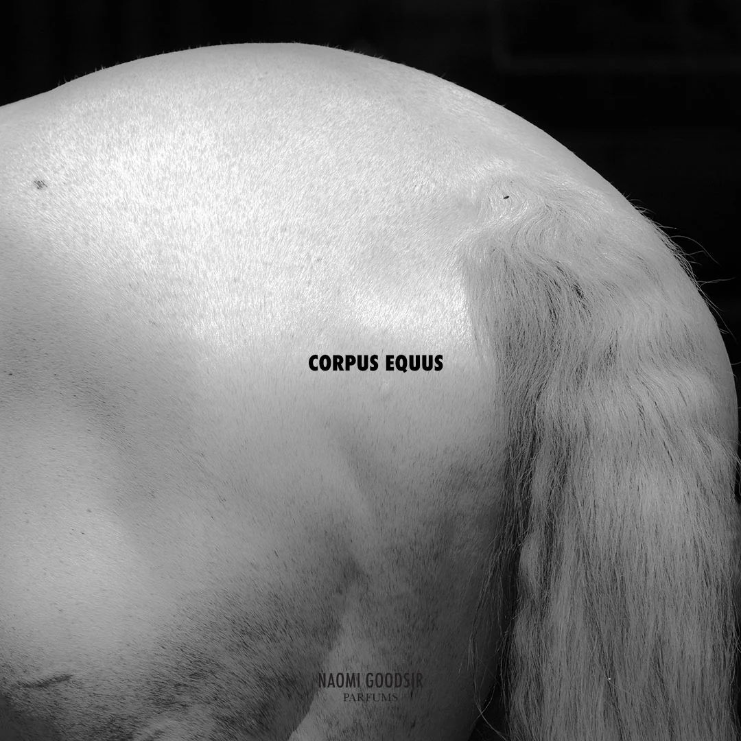 Corpus Equus - Image 2