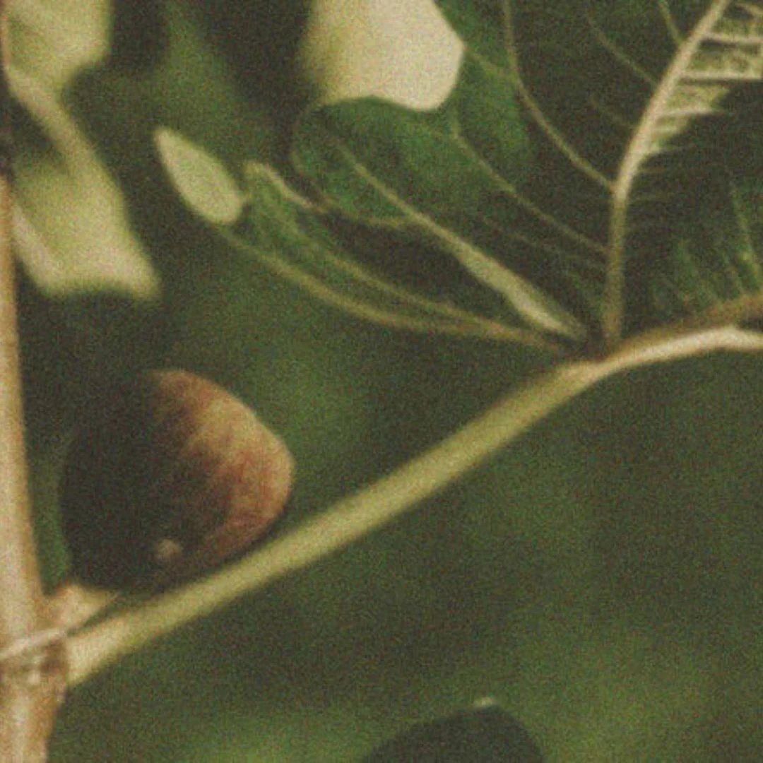 Eros Fig - Image 2