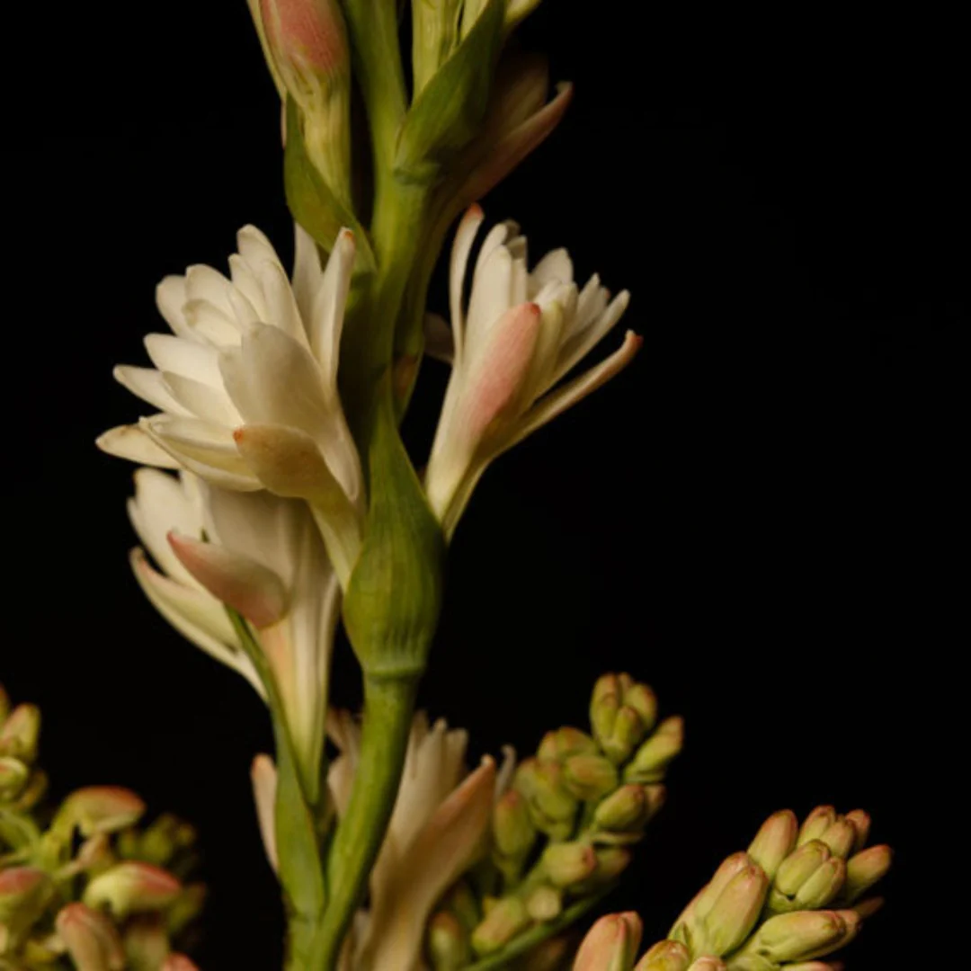 Flor y Canto - Image 3