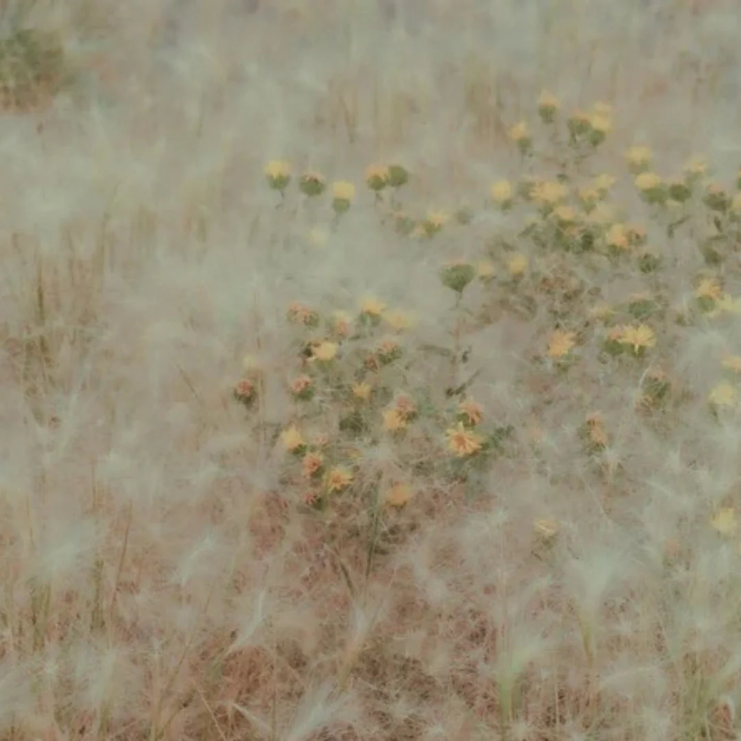 Grasslands - Image 2