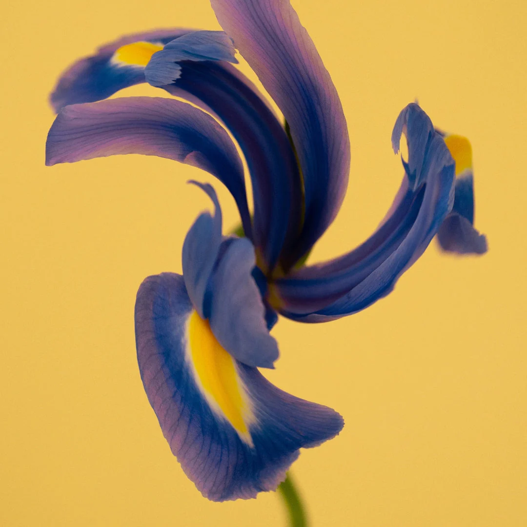 Iris Malikhân - Image 3
