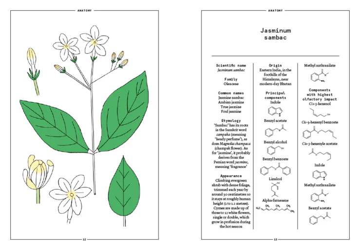 JASMINE SAMBAC: Jasmine sambac in perfumery by Nez + LMR The Naturals Notebook - Image 3