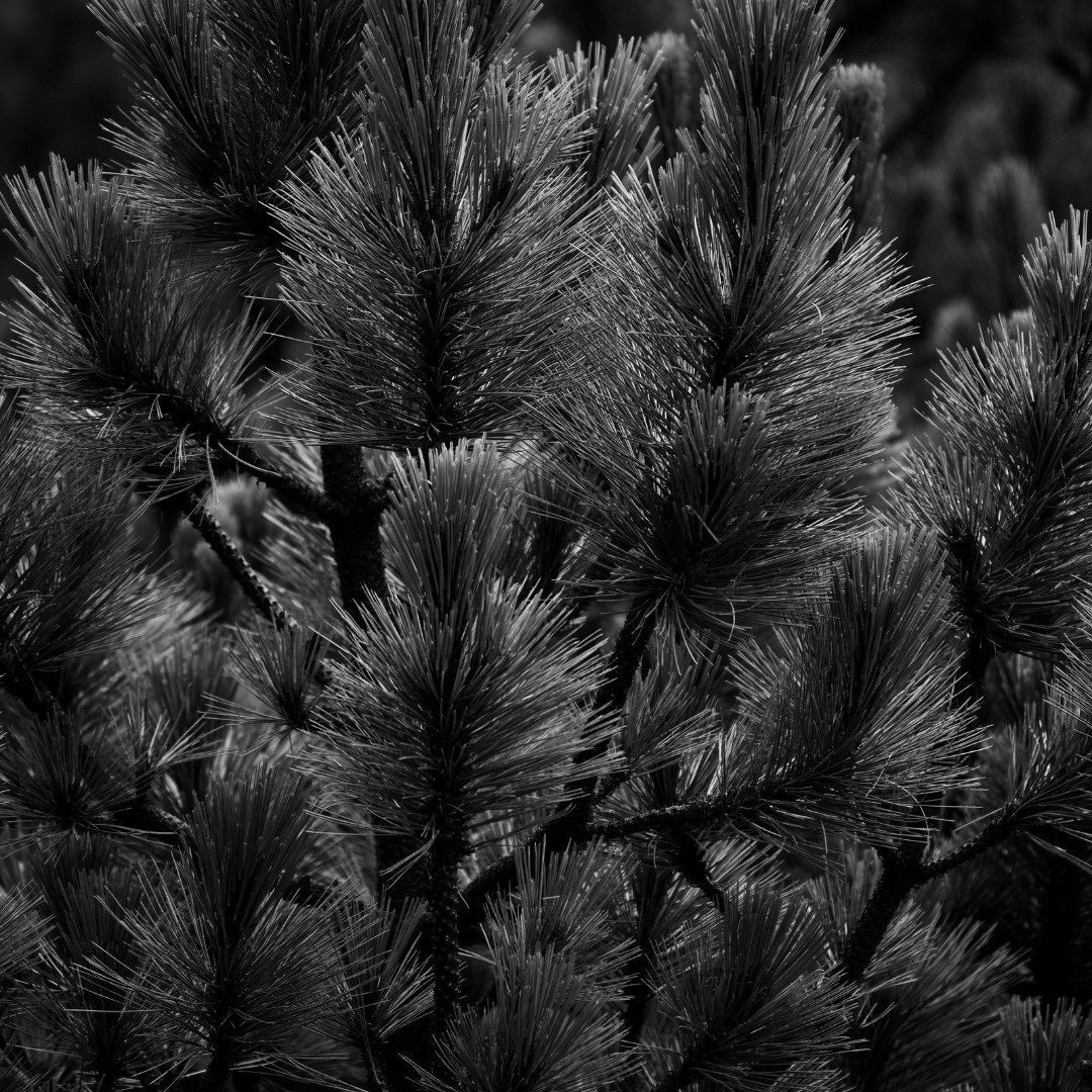 Lavande 44 - Image 3