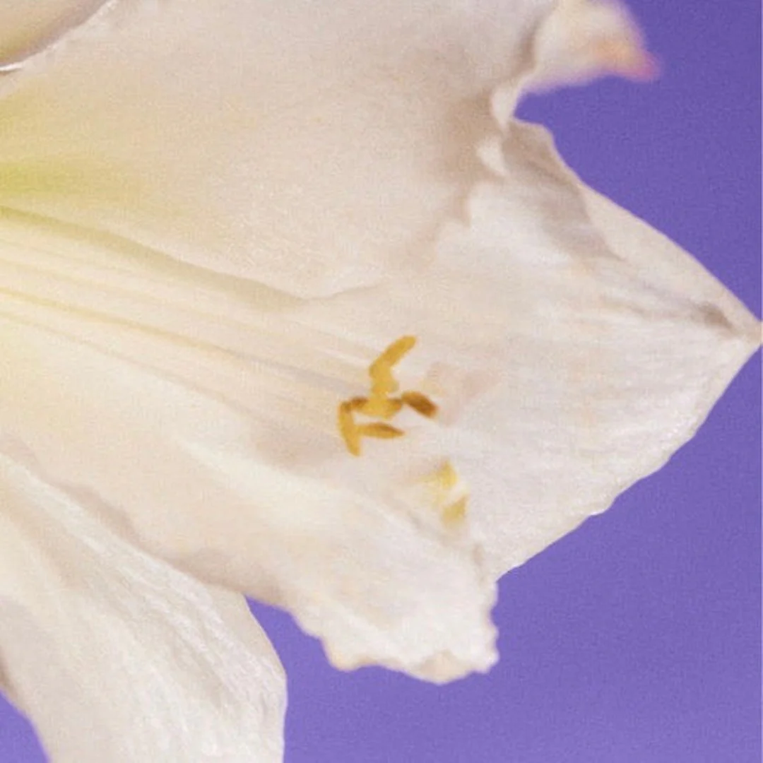 Lucienne - Image 2