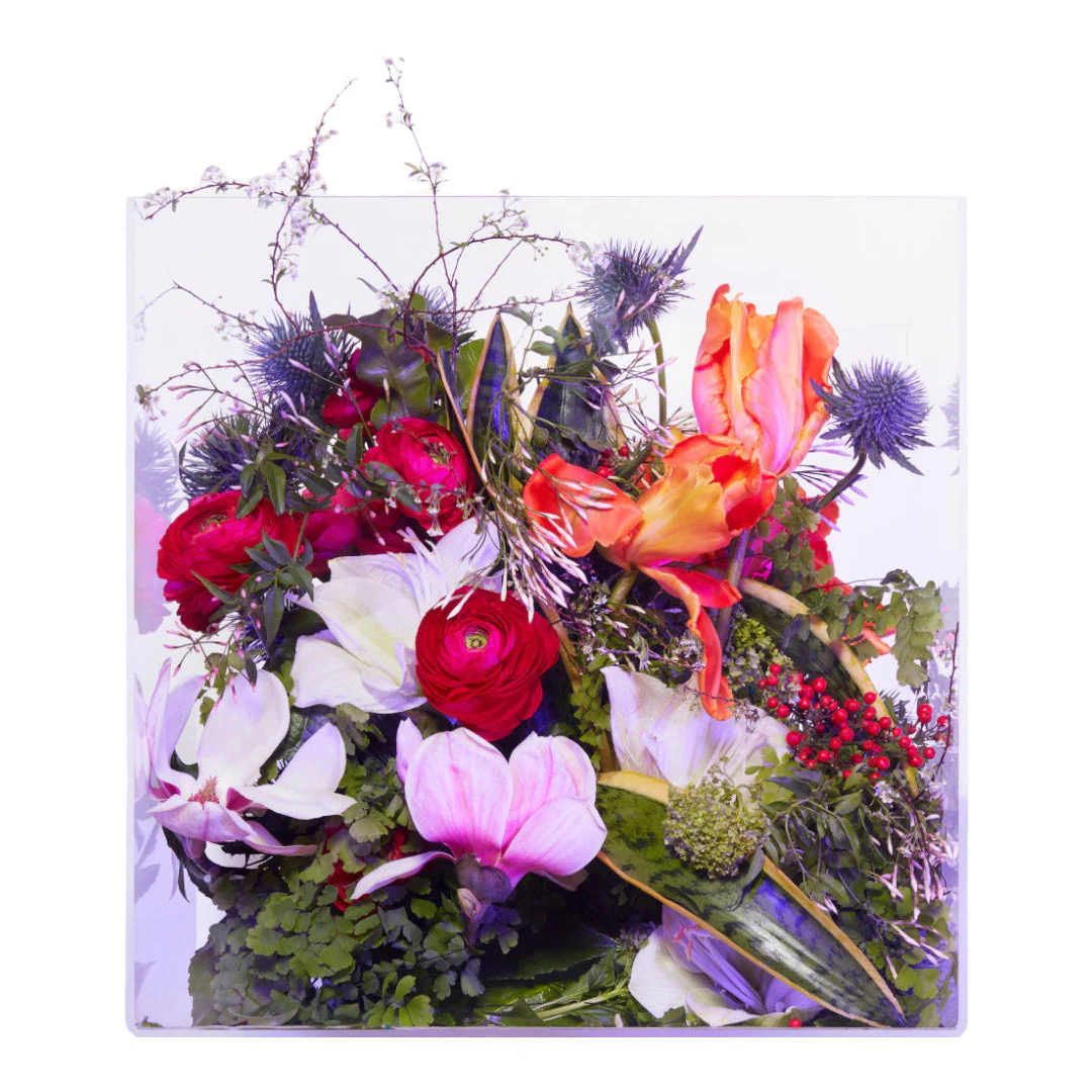 Magnolia Supercritique - Image 5