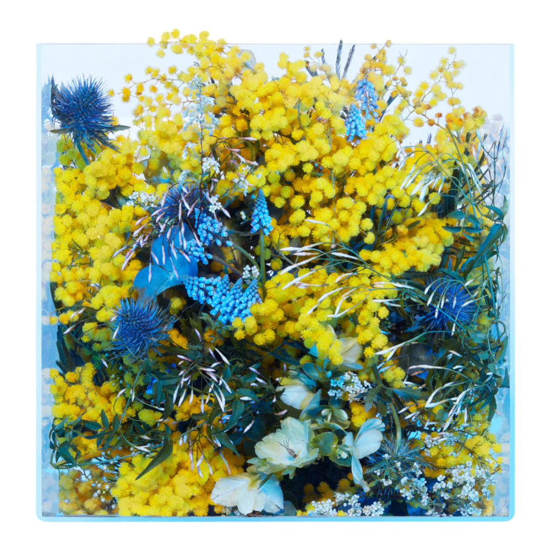 Mimosa Supercritique - Image 5