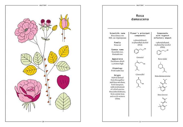 ROSE: Damask rose in perfumery by Nez + LMR The Naturals Notebook - Image 2