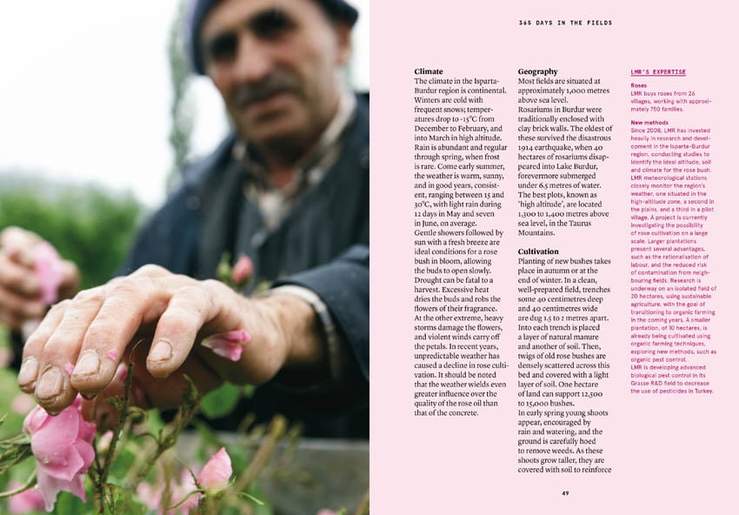 ROSE: Damask rose in perfumery by Nez + LMR The Naturals Notebook - Image 4