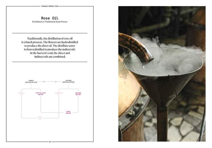 ROSE: Damask rose in perfumery by Nez + LMR The Naturals Notebook - Image 5