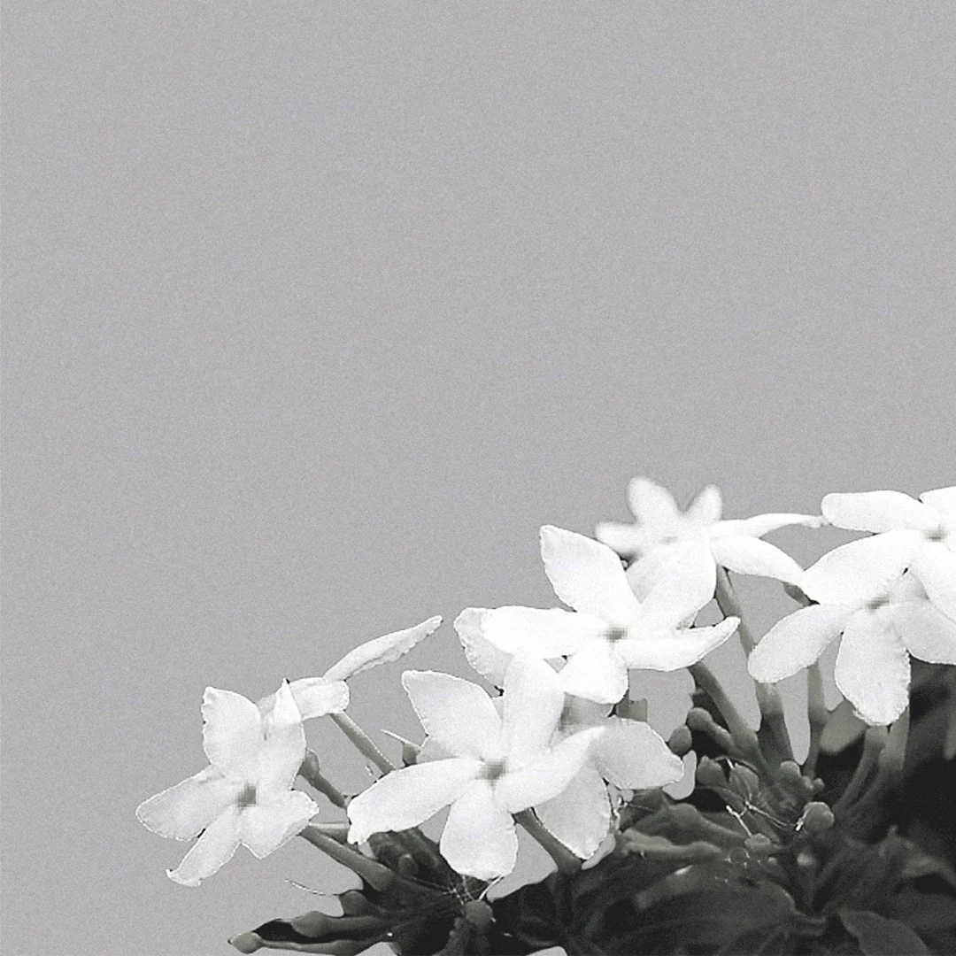 Jasmine Tea - Image 4