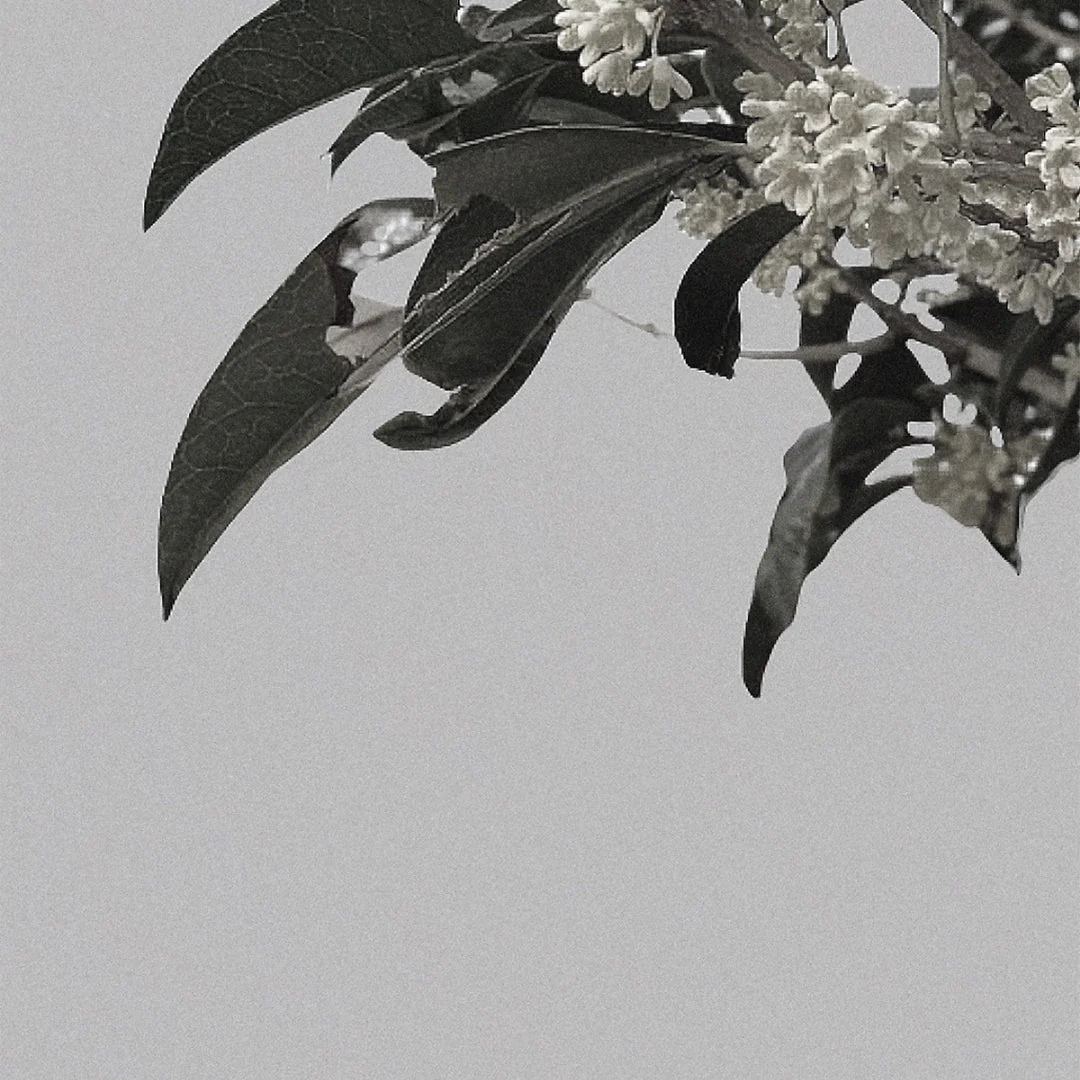 Osmanthus Tea - Image 2