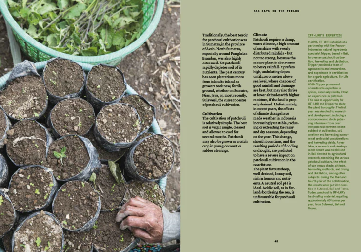 PATCHOULI: The patchouli in perfumery by Nez + LMR The Naturals Notebook - Image 5