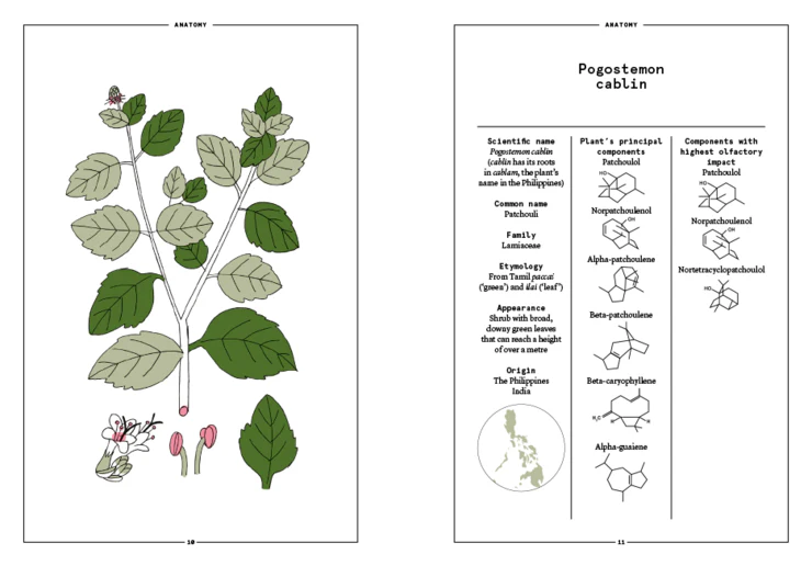 PATCHOULI: The patchouli in perfumery by Nez + LMR The Naturals Notebook - Image 6