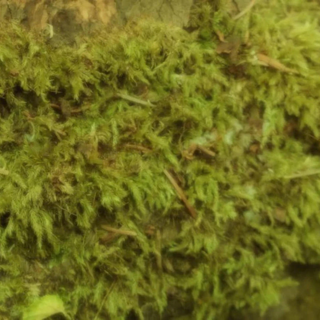 Soft Woods - Image 2