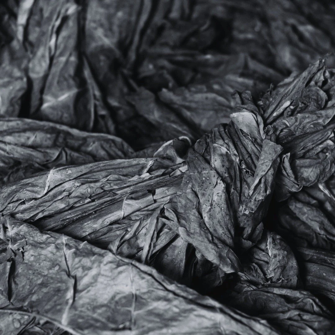 T. Habanero - Image 3