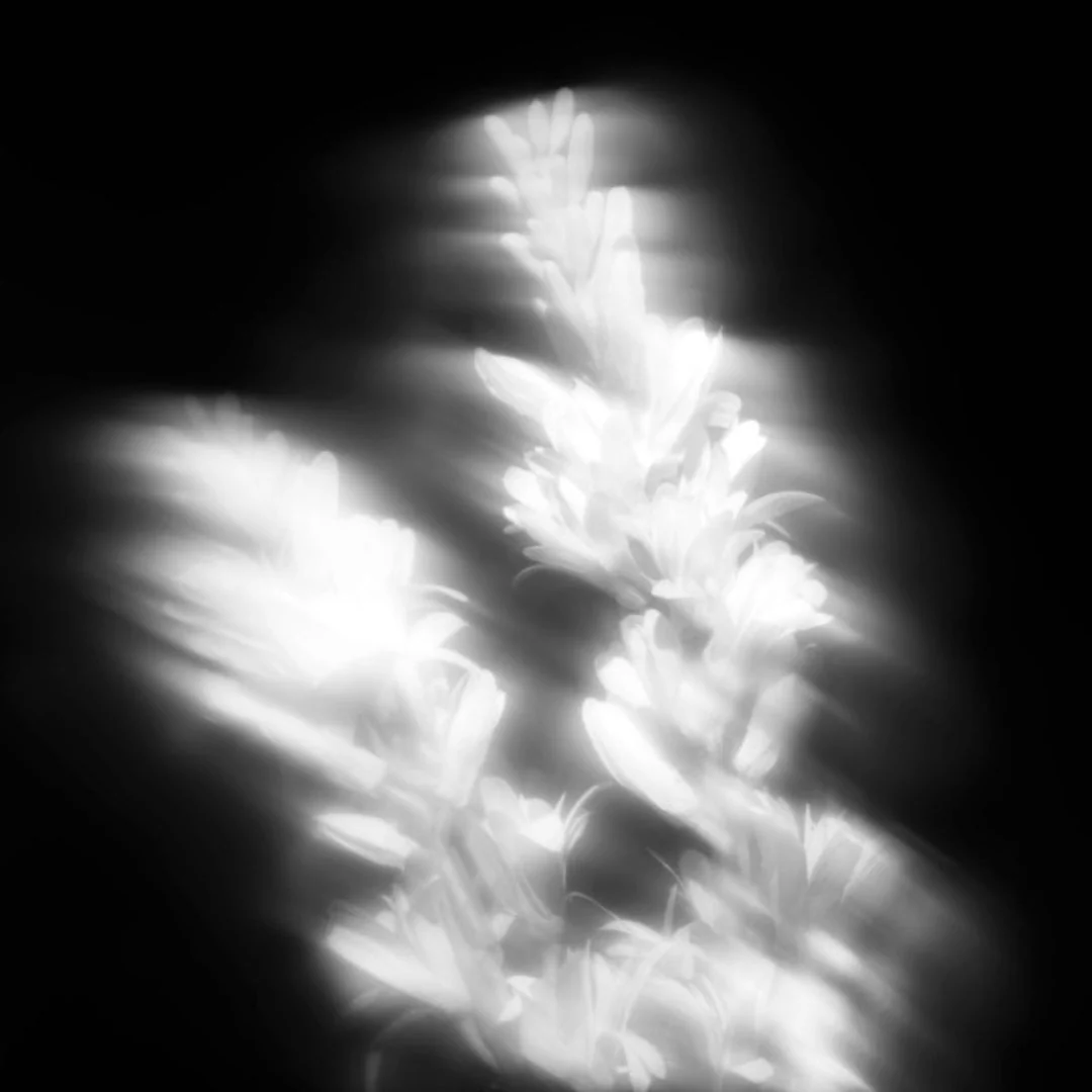 Tubereuse Astrale Extrait - Image 5
